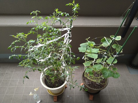 image-Home-Garden-Challenge-Cucumber_0925_1