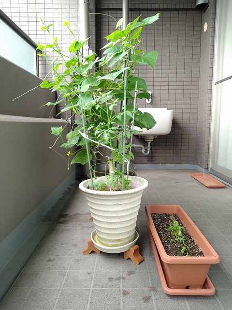 image-Home-Garden-Challenge-Cucumber_0812_5