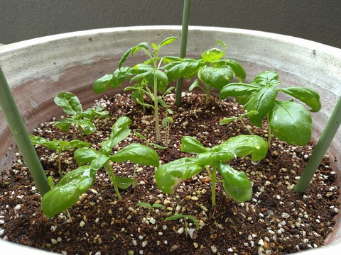 image-Home-Garden-Challenge-Radish_0704_2