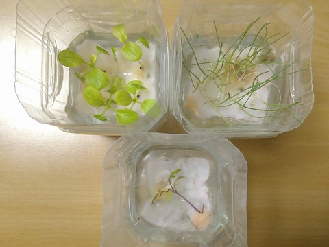 image-Plastic-bottle-hydroponic-cultivation_0113_2