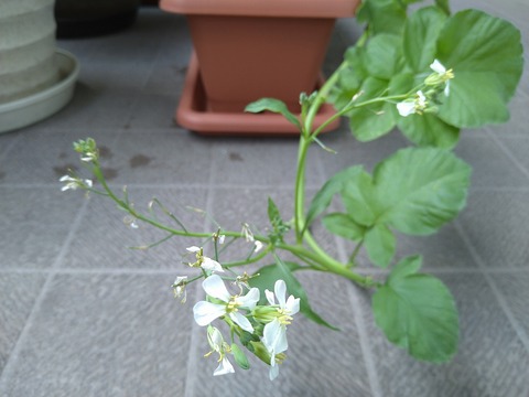 image-Home-Garden-Challenge-Radish_0613_3
