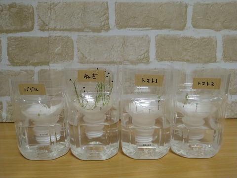 image-Plastic-bottle-hydroponic-cultivation_1125_1