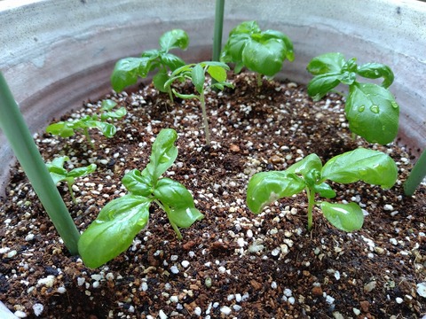 image-Home-Garden-Challenge-Radish_0629_2