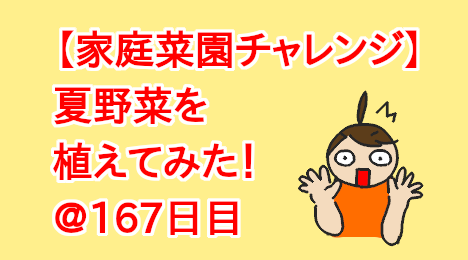 blog-title-I-tried-growing-Cucumber-Day167