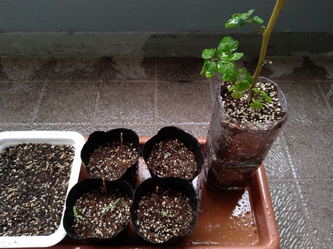 image-The-season of-budding-begins-at-DonFarm_2