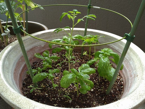 image-Home-Garden-Challenge-Cucumber_0712_2