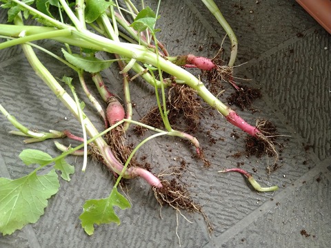 image-Home-Garden-Challenge-Radish_0619_4