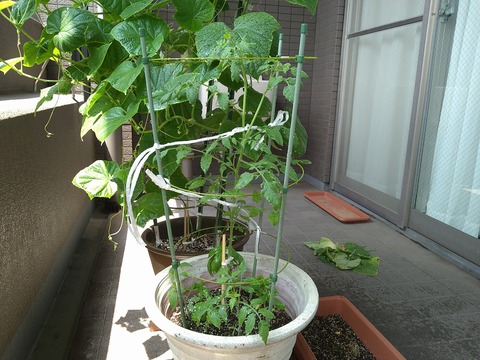 image-Home-Garden-Challenge-Cucumber_0814_2