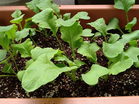 image-Home-Garden-Challenge-Radish_0423_4
