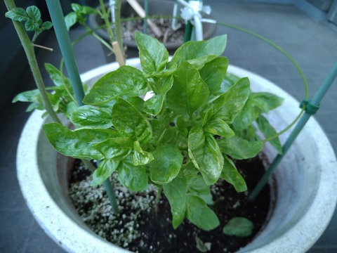 image-Home-Garden-Challenge-Cucumber_1030_3