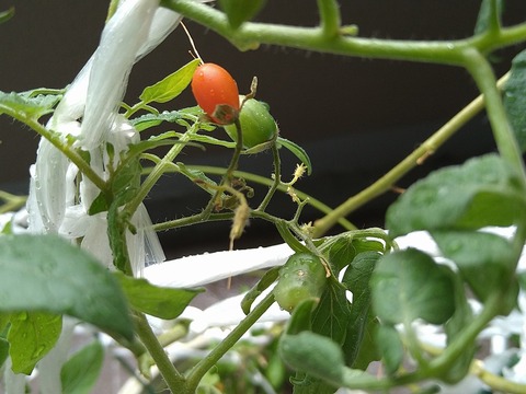 image-Home-Garden-Challenge-Cucumber_1012_2