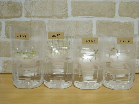 image-Plastic-bottle-hydroponic-cultivation_1218_1