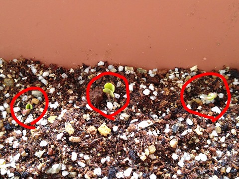 image-Home-Garden-Challenge-Radish_0406_2