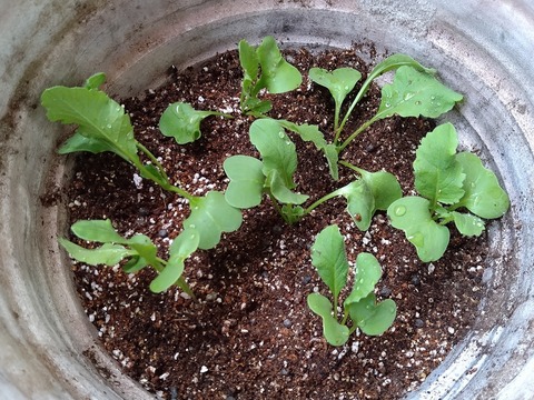 image-Home-Garden-Challenge-Radish_0421_8