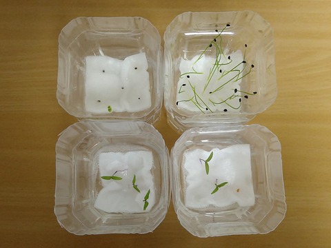 image-Plastic-bottle-hydroponic-cultivation_1126_2