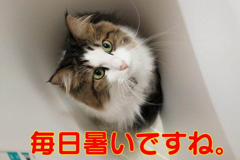 ワードプレス×Xサーバー・1つの「WordPress」で複数のサイトを運営する】ワードプレスに新しいドメインを追加する。