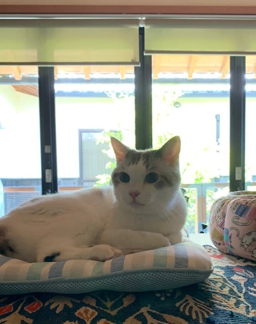 本日休業／脱走中