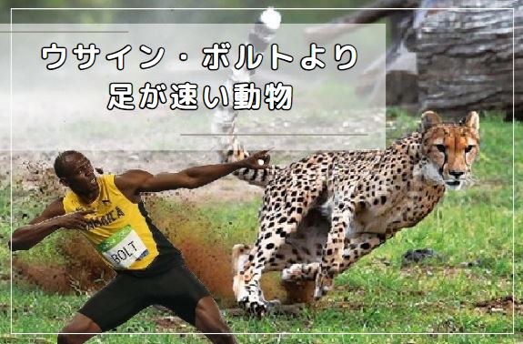 地球上の動物で100メートル走をしてみたら…人間は太刀打ちできなかった。