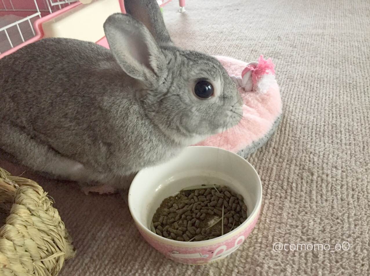 ショップの売れ残ったうさぎさん うさぎの こもも となかまたち ショップの売れ残ったうさぎさん うさぎの こもも となかまたち