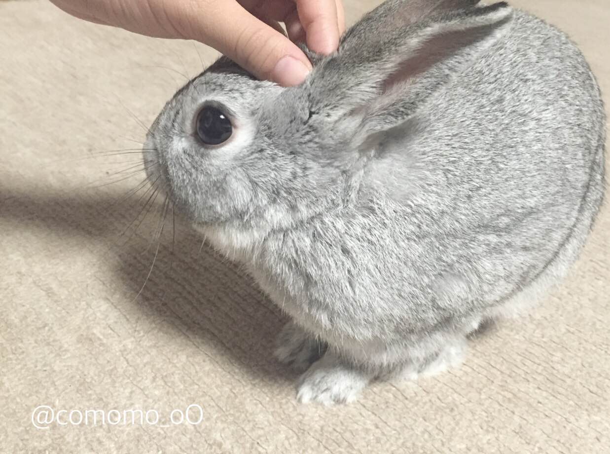 うさぎのマッサージ うさぎの こもも となかまたち うさぎのマッサージ うさぎの こもも となかまたち