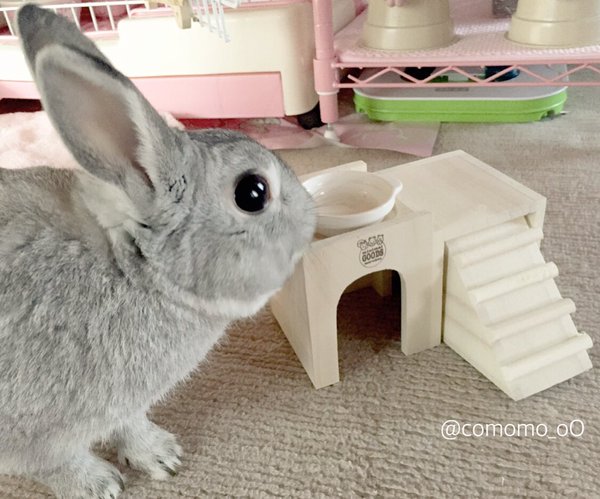 スプレーとカクカクのないオスうさぎ うさぎの こもも となかまたち スプレーとカクカクのないオスうさぎ うさぎの こもも となかまたち