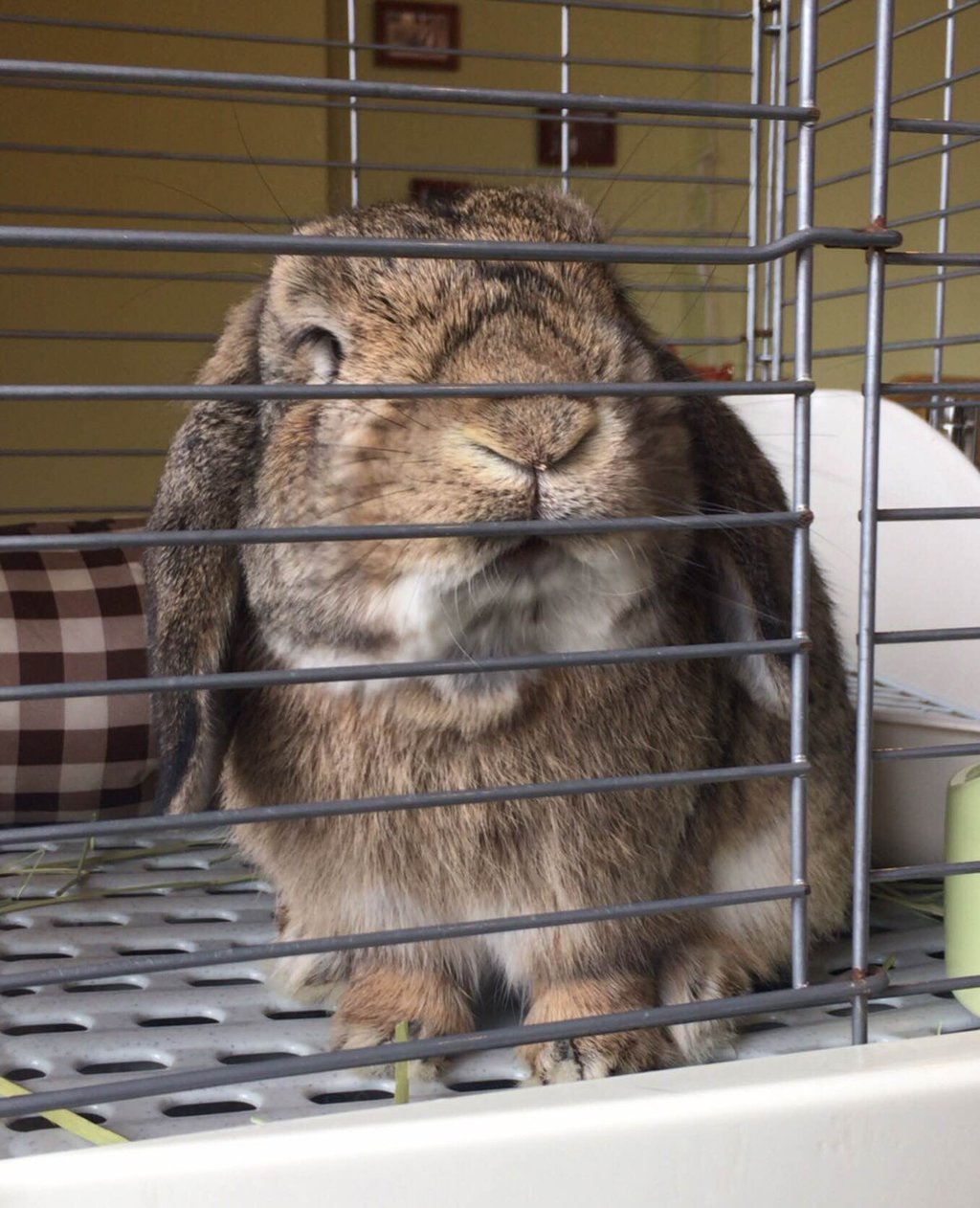 青森県十和田市のうさぎカフェ ラヴリーズへ訪問 うさぎの こもも となかまたち