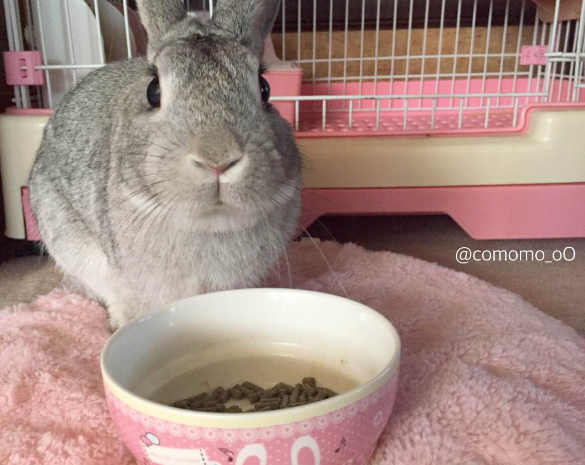 うさぎの暑さ対策 うさぎの こもも となかまたち