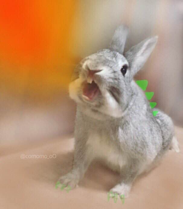 うさぎのあくびとグッズおひろめ うさぎの こもも となかまたち