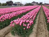 チューリップ
