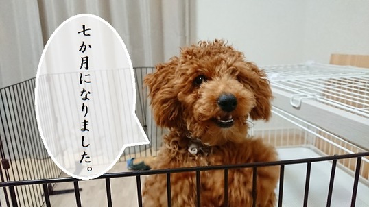 fgdogkdfidjg