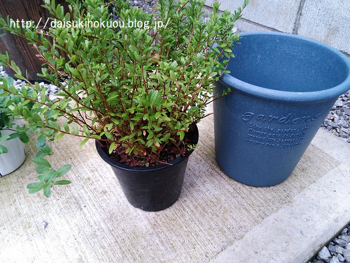 クランベリーを植えました と 集めている北欧の本のこと 大好き北欧な暮らし クランベリーを植えました と 集めている北欧の本のこと 大好き北欧な暮らし