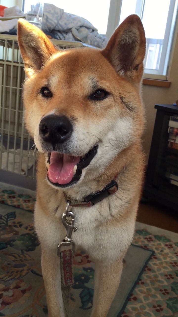 犬の中で一番可愛いのってさ World Of Zoo 犬の中で一番可愛いのってさ World Of Zoo