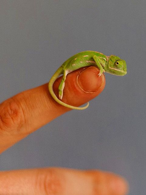 カメレオンの赤ちゃん 指の上で遊ぶ World Of Zoo カメレオンの赤ちゃん 指の上で遊ぶ World Of Zoo