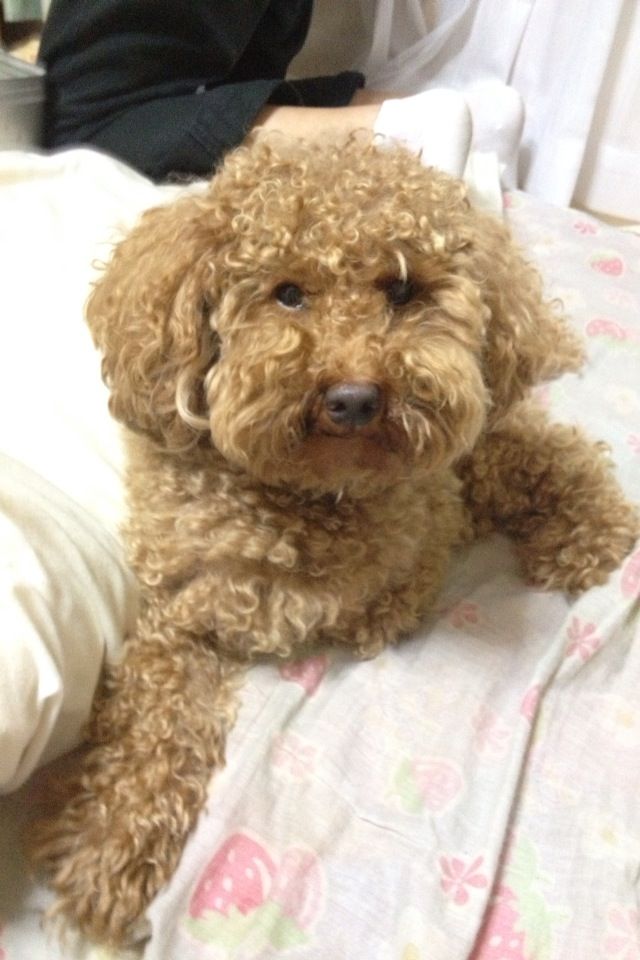 家の犬ブサイクすぎて笑える World Of Zoo 家の犬ブサイクすぎて笑える World Of Zoo