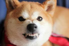 柴犬の怒った顔ってたまらんよね World Of Zoo 柴犬の怒った顔ってたまらんよね World Of Zoo