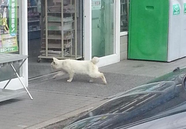 ネッコ おっ ここ暖かそうやんけ World Of Zoo