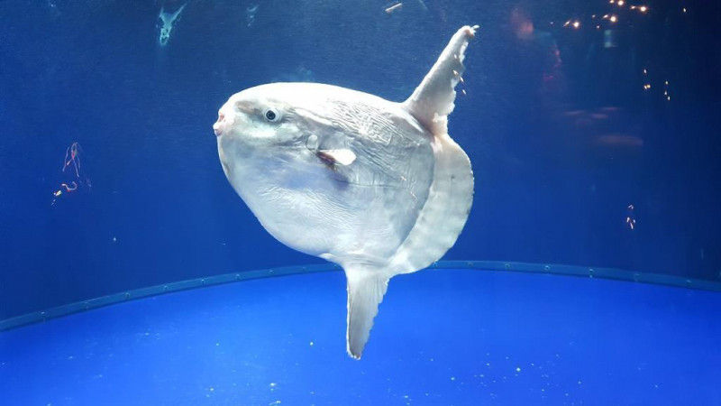 マンボウとかいう巨大魚ｗｗｗｗｗｗｗｗｗｗｗｗｗｗｗｗｗｗｗｗ 