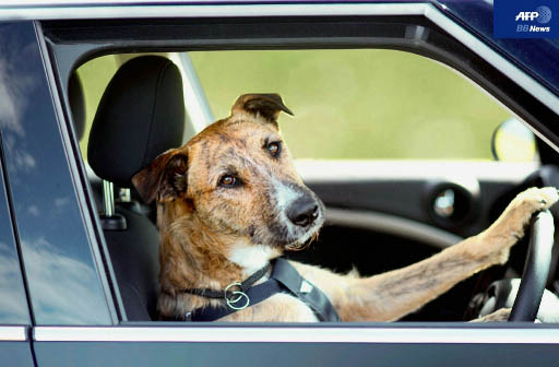 犬が車を運転しスーパーに突入 World Of Zoo 犬が車を運転しスーパーに突入 World Of Zoo