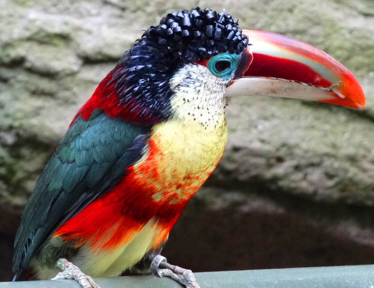 キモい鳥で打線組んだ World Of Zoo