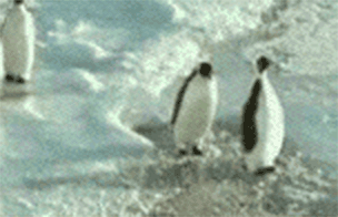 ペンギン お 人間やんけ 襲ったろ World Of Zoo ペンギン お 人間やんけ 襲ったろ World Of Zoo