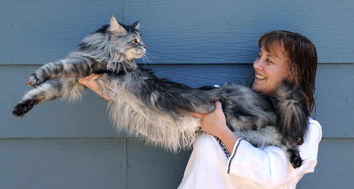 メインクーンとかいうクソ馬鹿デカイだけの猫wwwwwww World Of Zoo メインクーンとかいうクソ馬鹿デカイだけの猫wwwwwww World Of Zoo