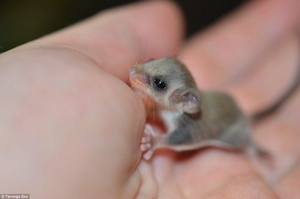 世界最小のモモンガの赤ちゃんが小さすぎると話題に 生まれたときは米粒の半分の大きさ World Of Zoo 世界最小のモモンガの赤ちゃんが小さすぎると話題に 生まれたときは米粒の半分の大きさ World Of Zoo