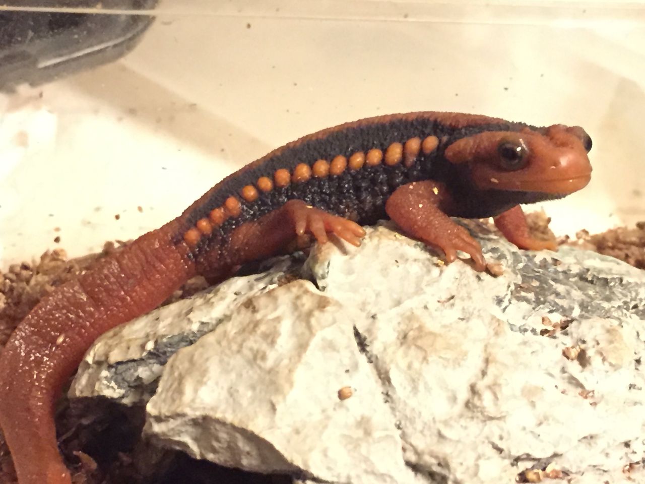 ワイのイモリ 可愛すぎる World Of Zoo