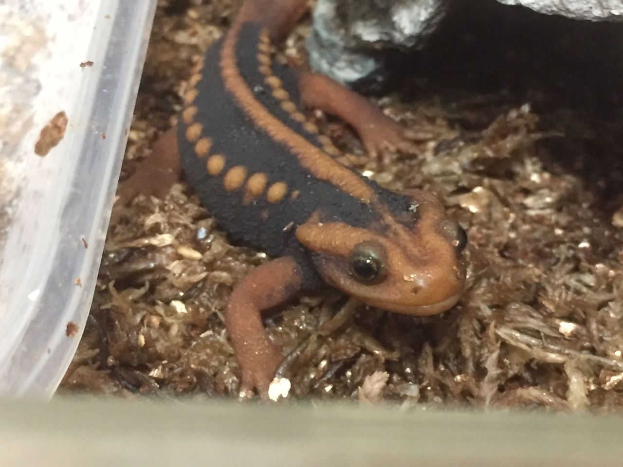 ワイのイモリ 可愛すぎる World Of Zoo