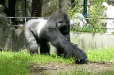 フランスで18年間 ゴリラ と生活している老夫婦が凄い ゴリラってやっぱ優しいんだ World Of Zoo フランスで18年間 ゴリラ と生活している老夫婦が凄い ゴリラってやっぱ優しいんだ World Of Zoo