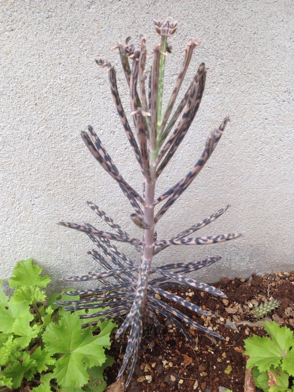 変な植物がはえてきた World Of Zoo