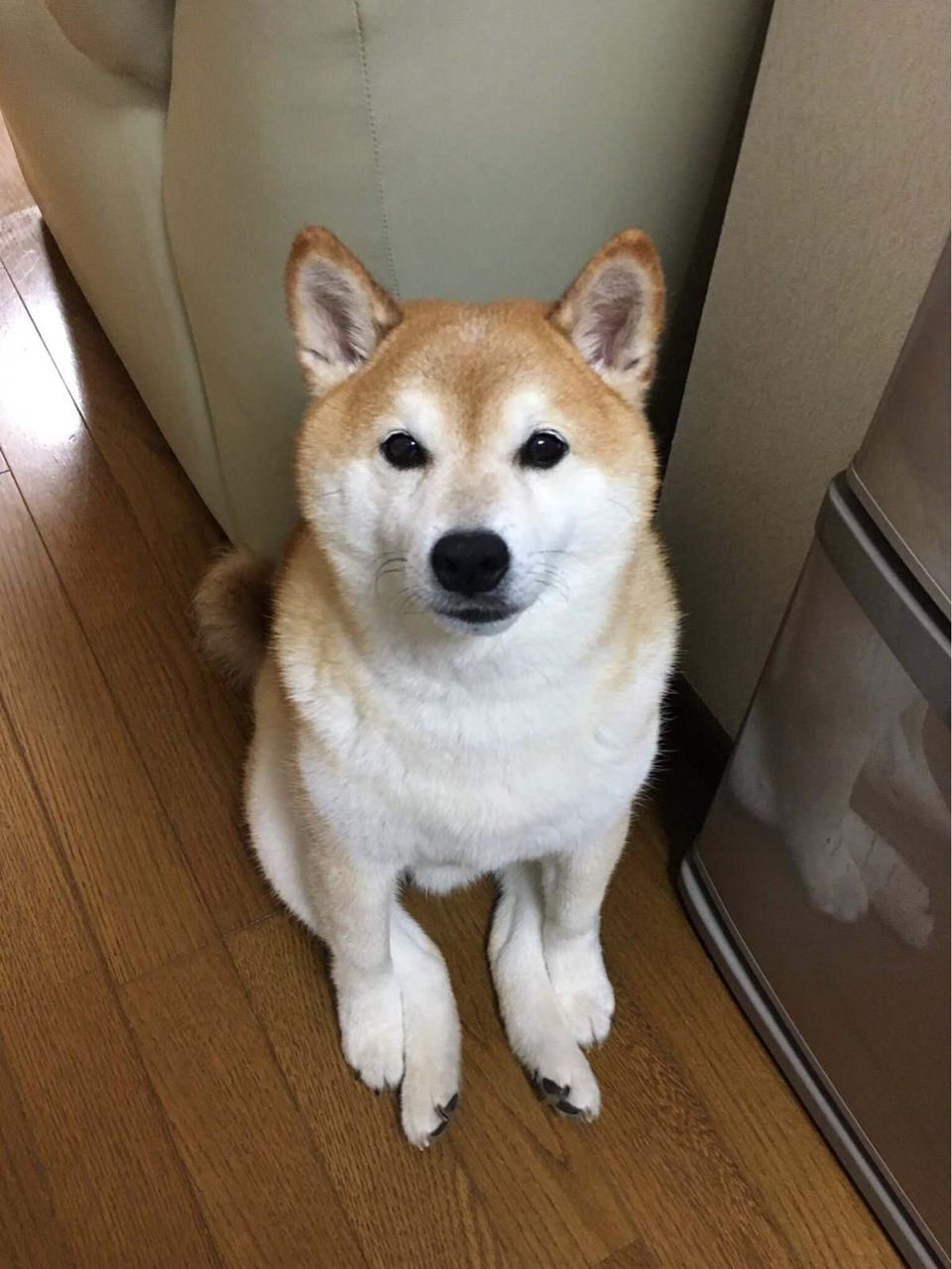 バカ ワイのイッヌ晒すやで ｗ ワイ お ｽﾚﾎﾟﾁｰ World Of Zoo