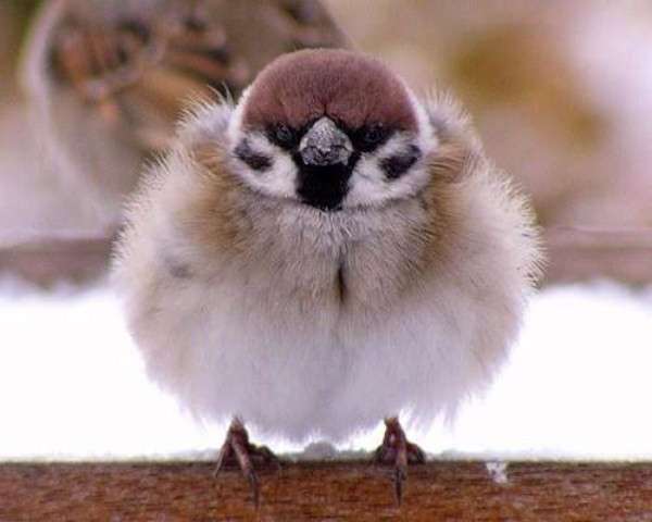 もふもふしてる可愛い動物を見て和むトーク World Of Zoo