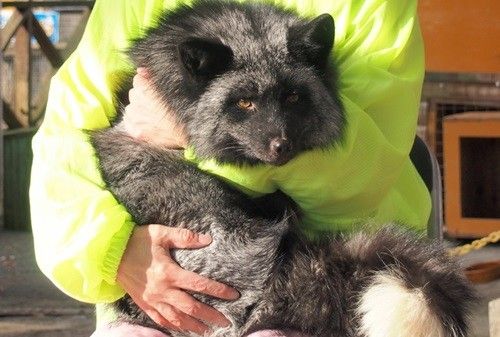 超キュートなキツネと触れ合える 蔵王キツネ村が楽しすぎる World Of Zoo