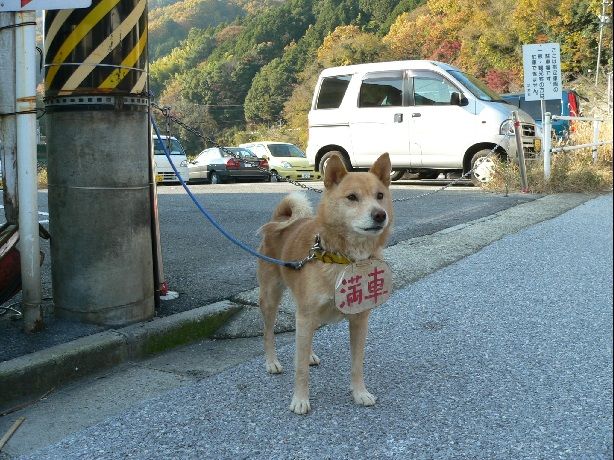 あー 犬の笑える画像が怖い World Of Zoo